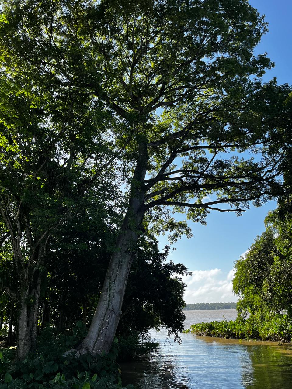 Rio amazônico